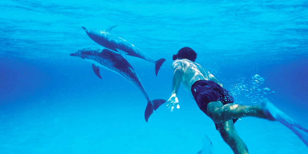 Swim with Dolphins